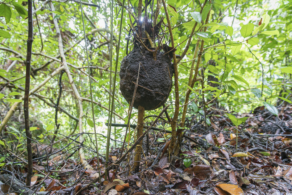 Ameisennest im Bako Nationalpark © PhotoTravelNomads.com