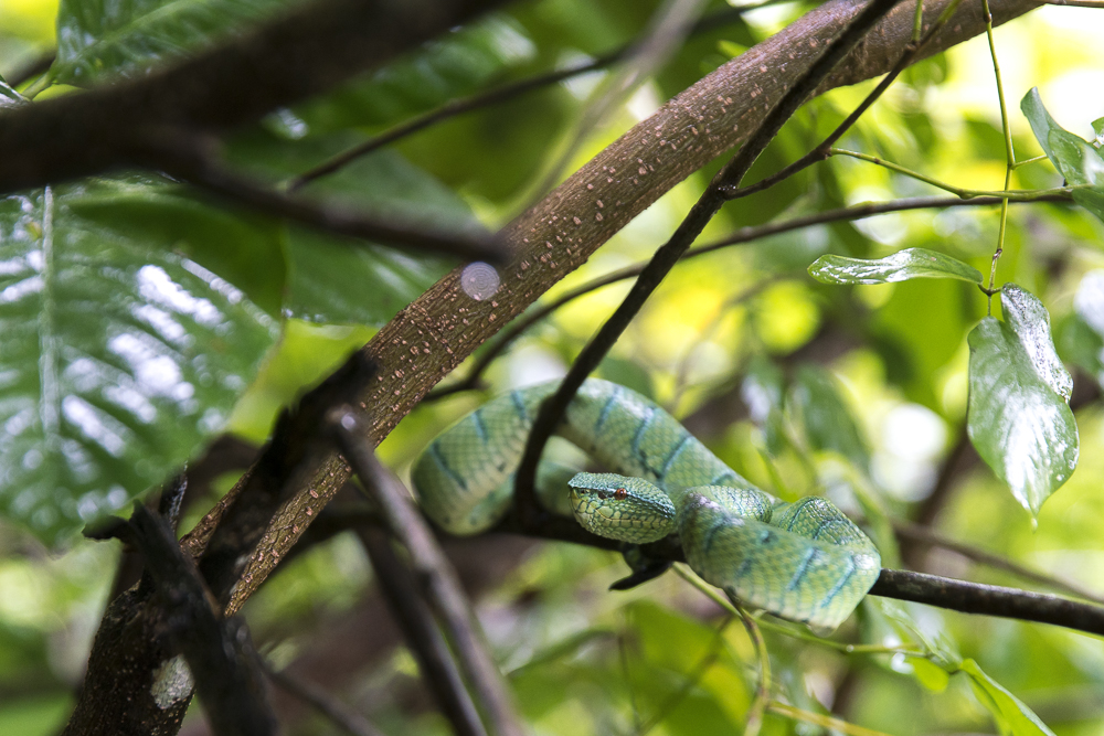 Green Viper Schlange im Bako Nationalpark © PhotoTravelNomads.com
