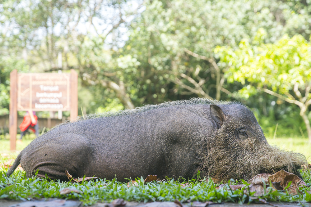 Wildschwein im Bako Nationalpark © PhotoTravelNomads.com