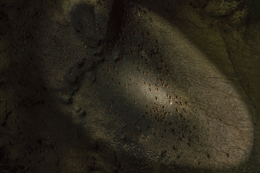 Kakerlaken in der Gomantong Cave © PhotoTravelNomads.com