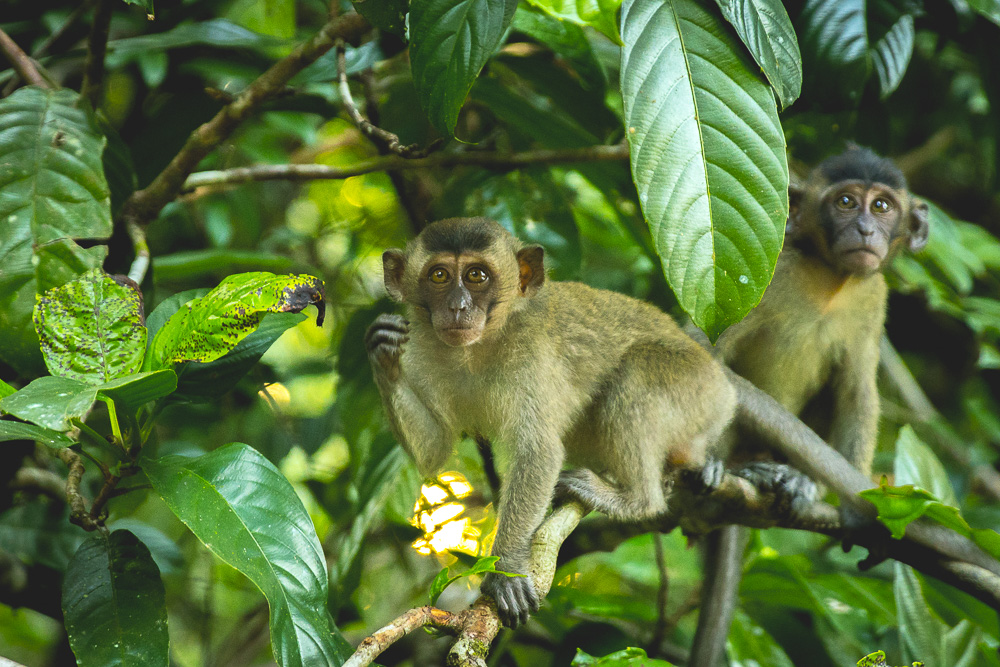 Macaque Monkey Kinabatangan River Cruise - Osman Homestay © PhotoTravelNomads.