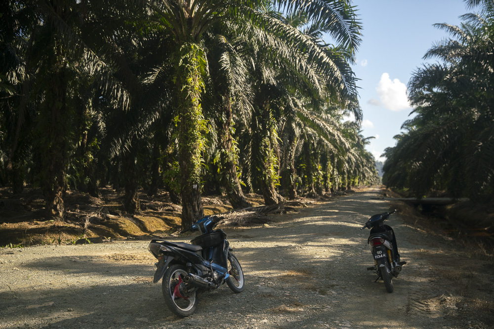 Elefantenjagd mit dem Motorrad durch die Palmenplantagen
