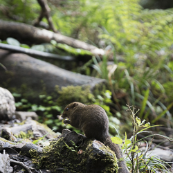 Squirrel at Mount Kinabalu © PhotoTravelNomads.com