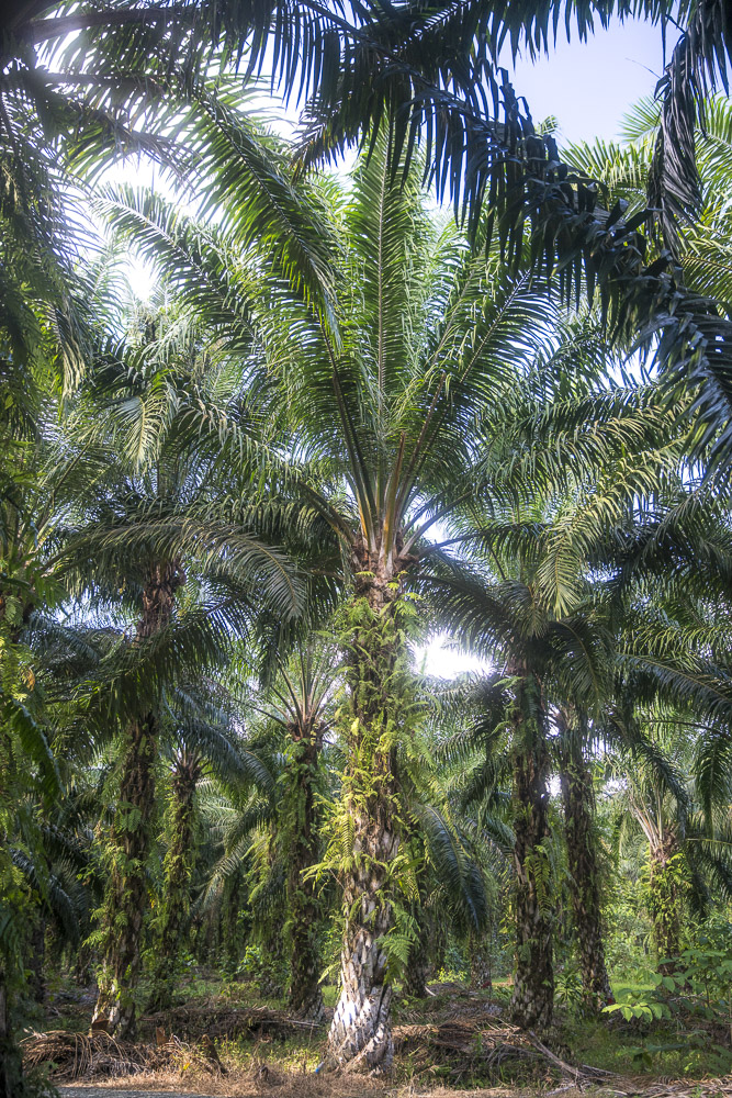 Palmen Öl Palm Tree Mill Sukau Borneo © PhotoTravelNomads.com