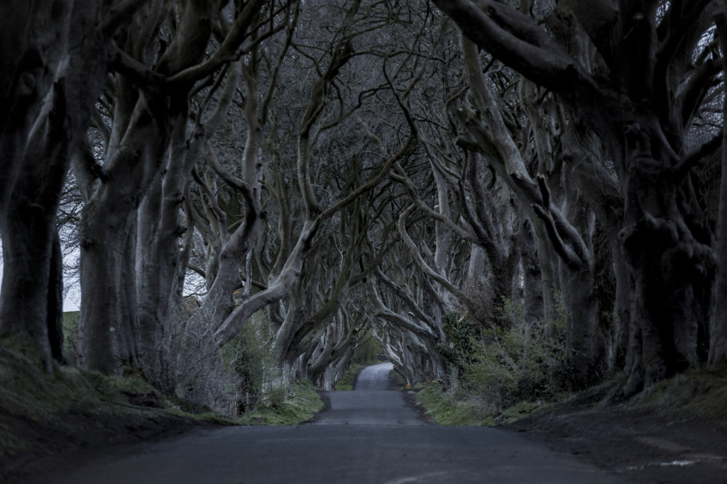 Nordirland Sehenswürdigkeiten: The Dark Hedges von Games of Thrones © PhotoTravelNomads.com Nordirland Sehenswürdigkeiten: The Dark Hedges von Games of Thrones © PhotoTravelNomads.com