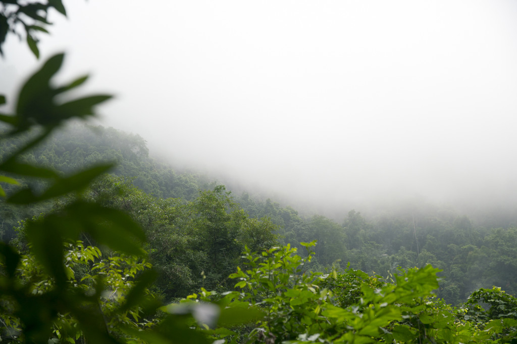 Nebel im Phong Nha Nationalpark