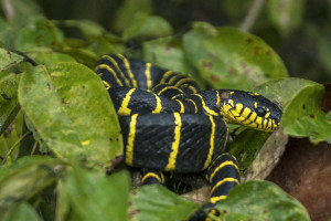 Mangroven Schlange (Boiga dendrophila) - Kinabatangan River Cruise - Osman Homestay © PhotoTravelNomads.