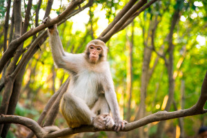 Monkeys in the Avatar Mountains - Zhangjiajie National Forest Park - China © PhotoTravelNomads.com