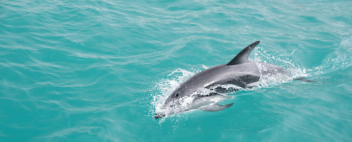 Delphin Encounter Kaikoura Delphinschwimmen © PhotoTravelNomads
