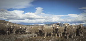 @ PhotoTravelNomads.com - South America - Chile - Torres del Paine -