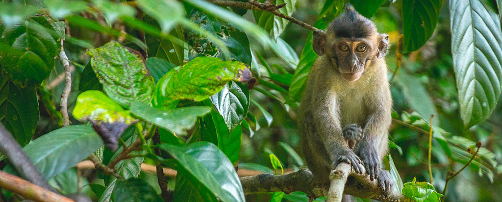 Makaken Affe in Borneo Kinabantang River © PhotoTravelNomads.com