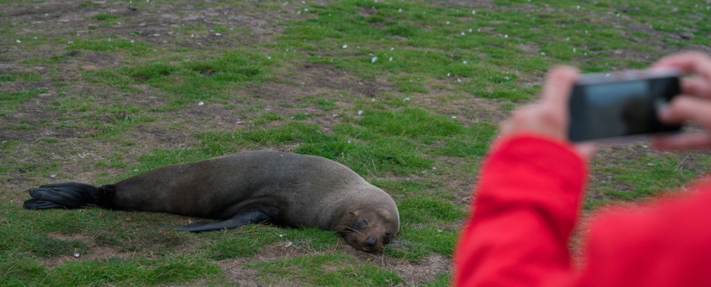 Seerobbe am Katiki Point in Moeraki © PhotoTravelNomads.com