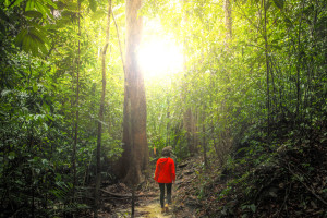 Sehenswürdigkeiten in Borneo: Bako Nationalpark Tour © PhotoTravelNomads.com