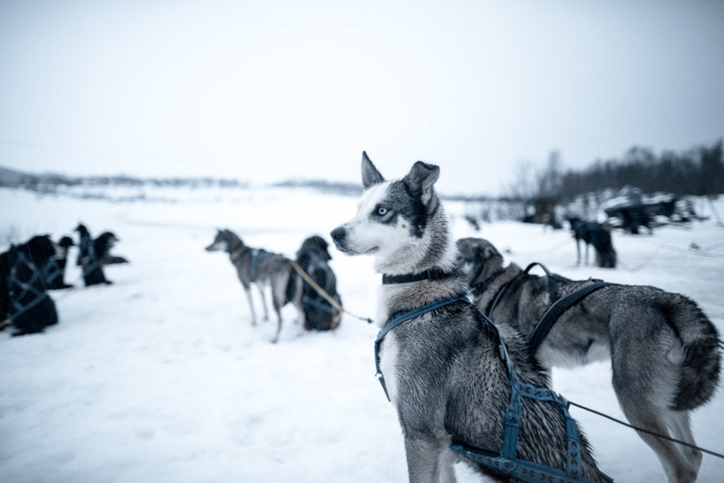 Husky Dog Sledding in Tromso