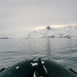 Whale Watching Tromsø